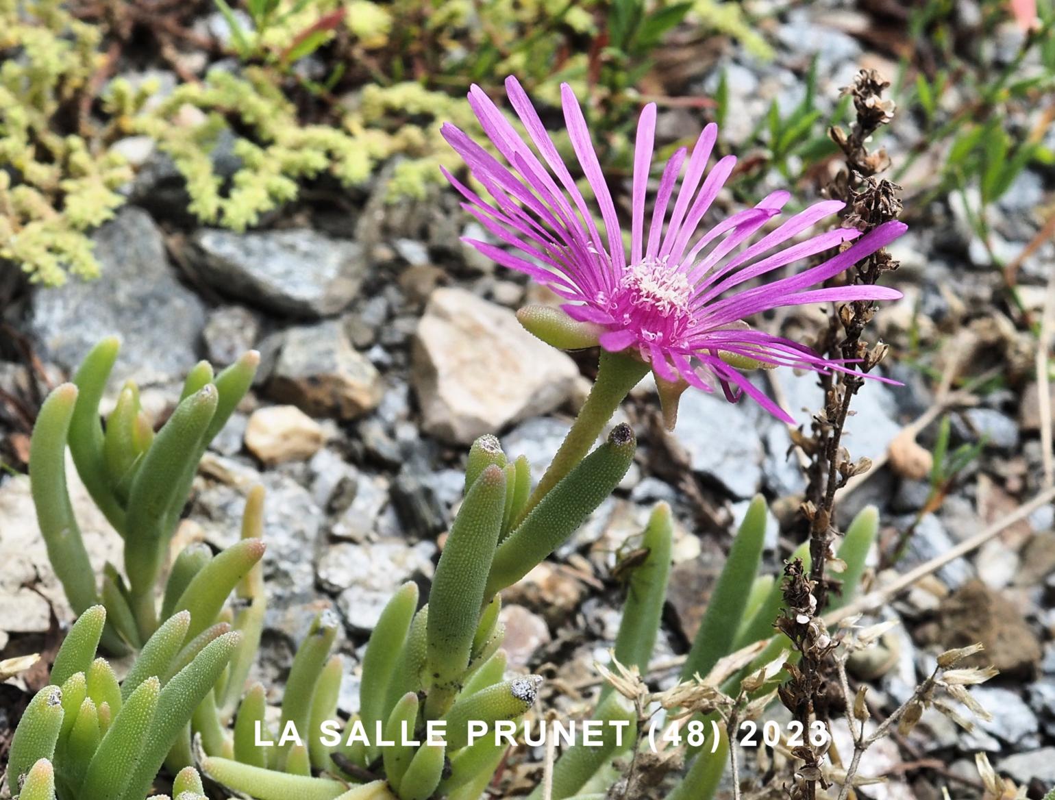 Ice plant, Coopers